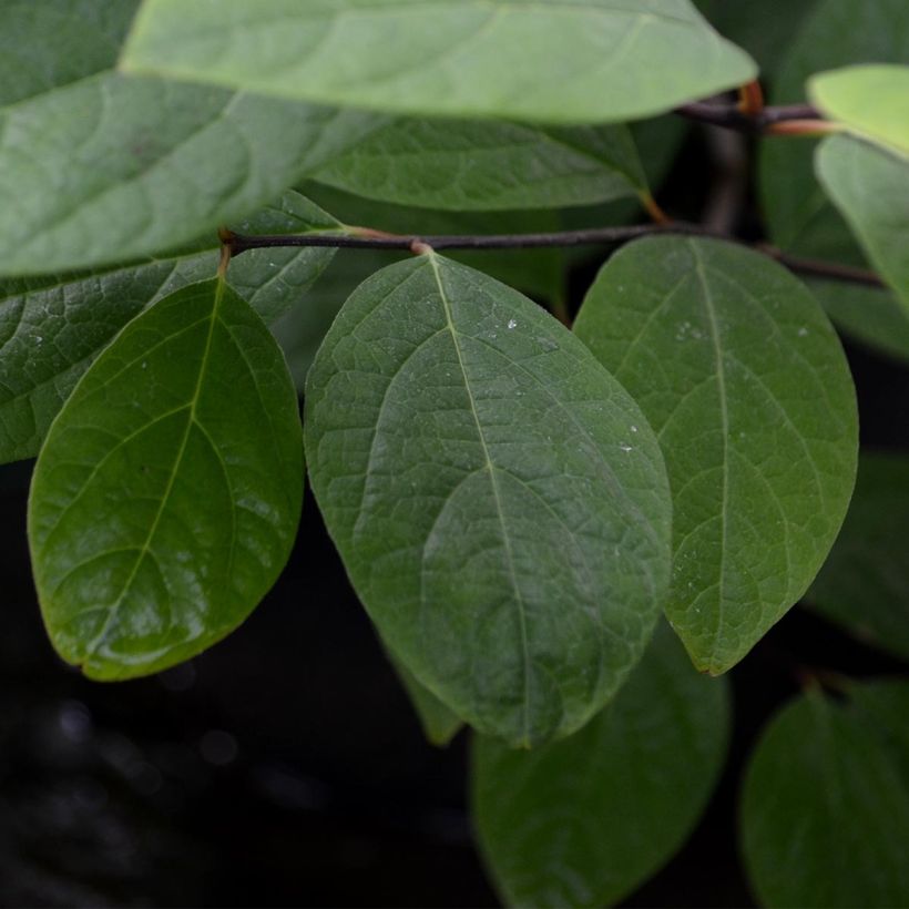 Calycanthus floridus - Árbol de las anémonas (Follaje)