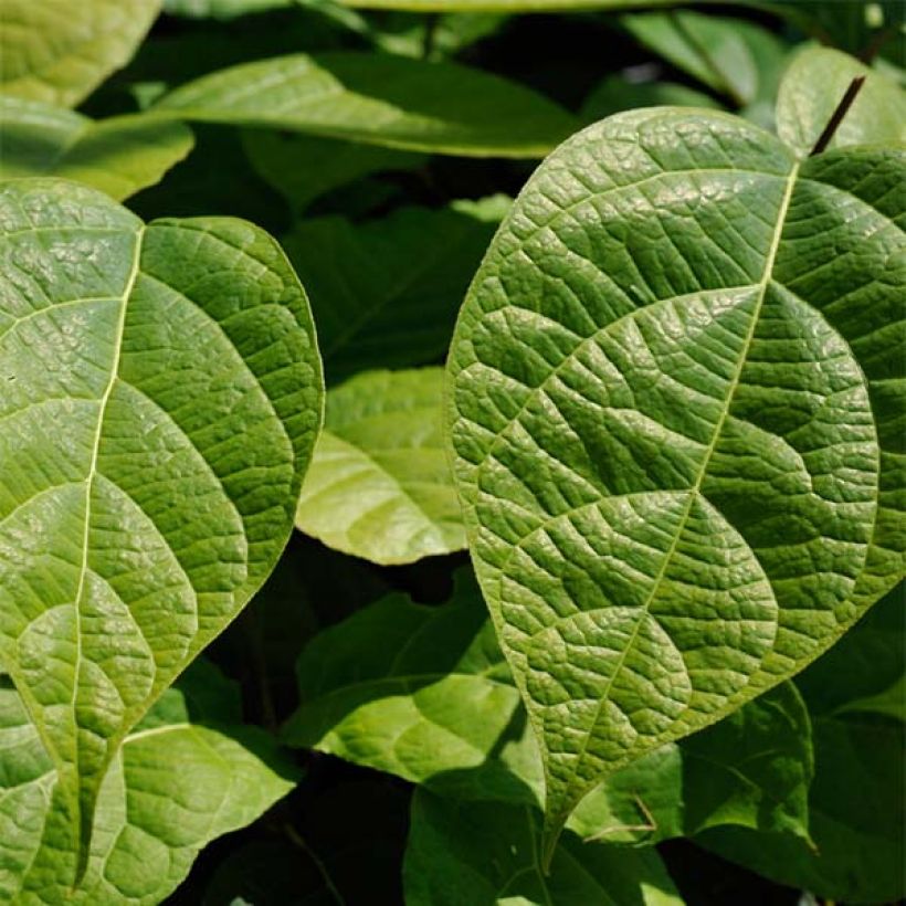 Calycanthus raulstonii Hartlage Wine - Árbol de las anémonas (Follaje)