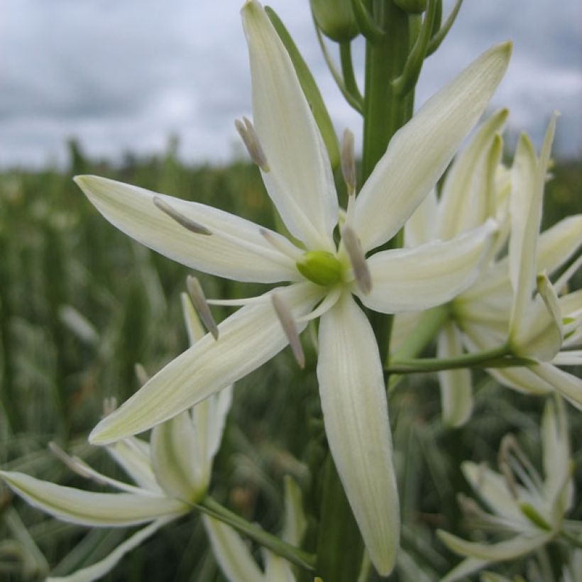 Camassia leichtlinii Sacajawea (Floración)