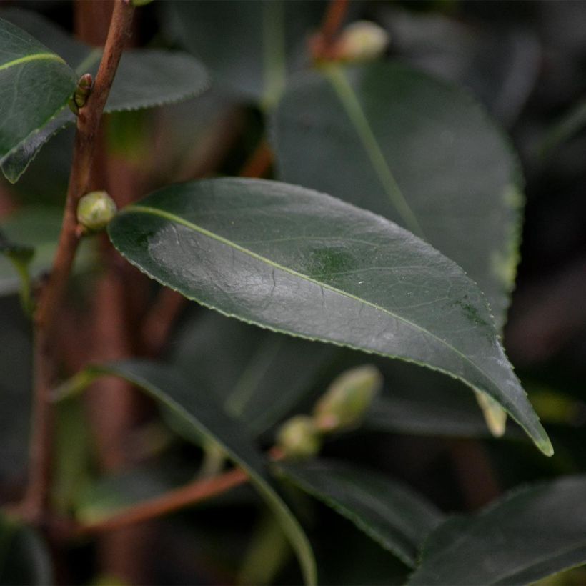 Camellia Spring Festival (Follaje)