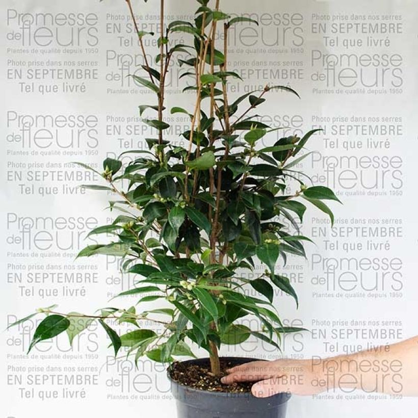 Ejemplo de ejemplar de Camélia champêtre - Camellia Spring Festival Pot de 3L/4L tal y como se entrega