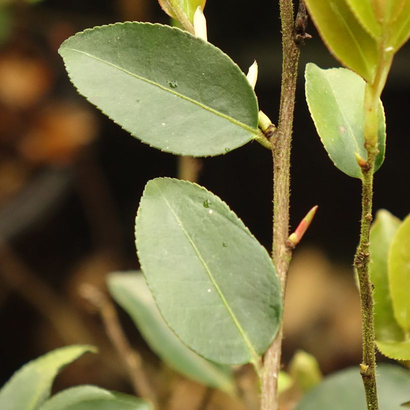 Camellia lutchuensis Fairy blush (Follaje)