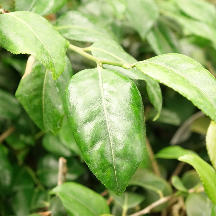 Camellia lutchuensis Koto No Kaori (Follaje)