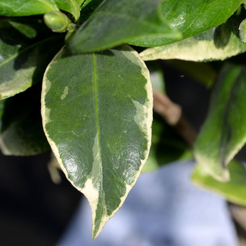 Camellia japonica Kerguelen (Follaje)