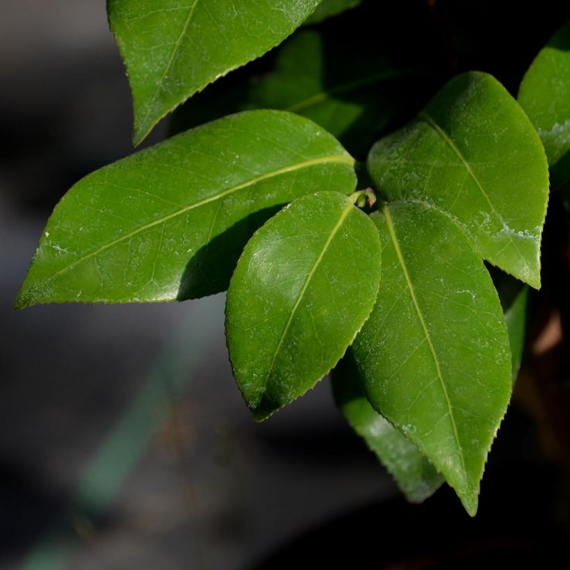 Camellia japonica Nuccio's Jewel (Follaje)