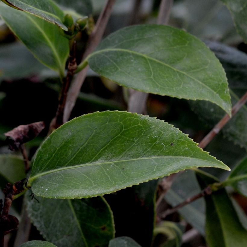 Camellia Royal Velvet (Follaje)