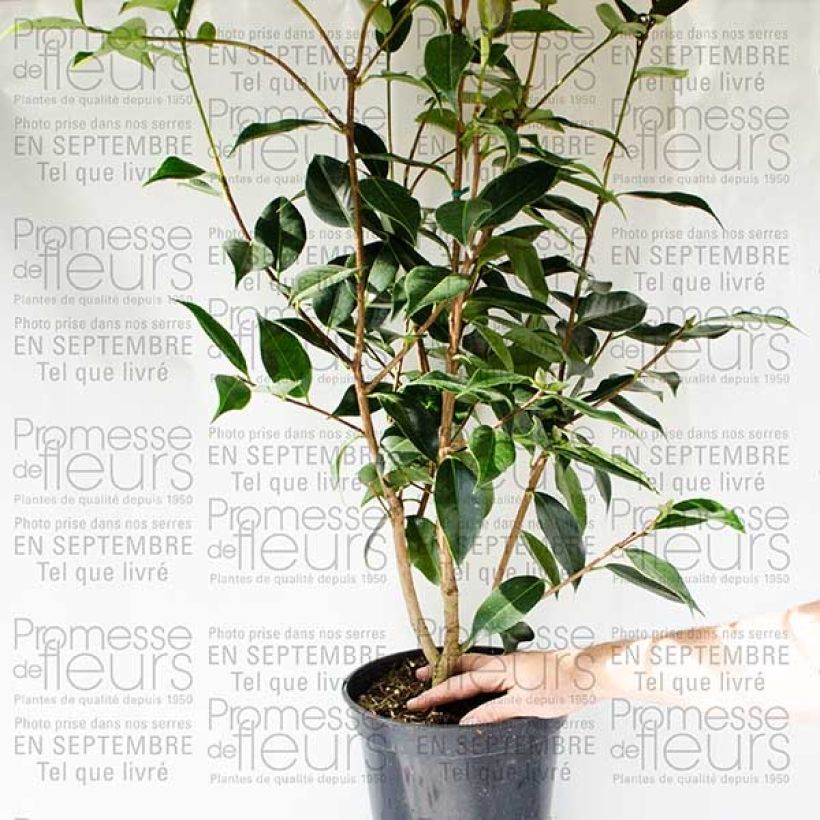 Ejemplo de ejemplar de Camellia Royal Velvet Maceta 4L/5LAltura de entrega aprox. 60/70cm tal y como se entrega