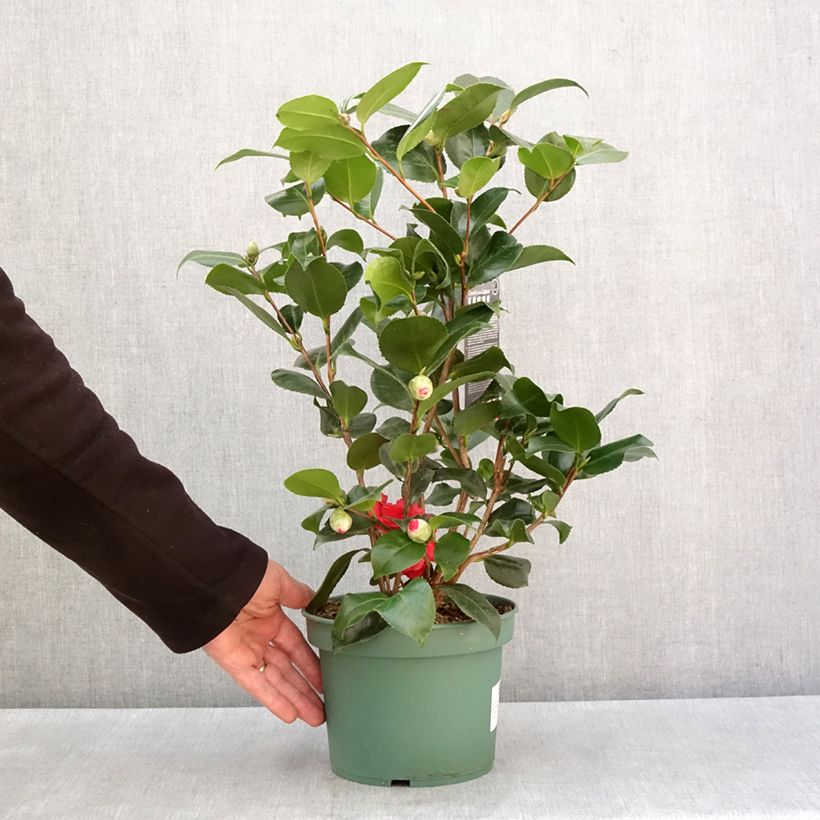 Camellia japonica Comte de Gomer Maceta 2L/3LAltura de entrega aprox. 40/60cm Ejemplar entregado en invierno