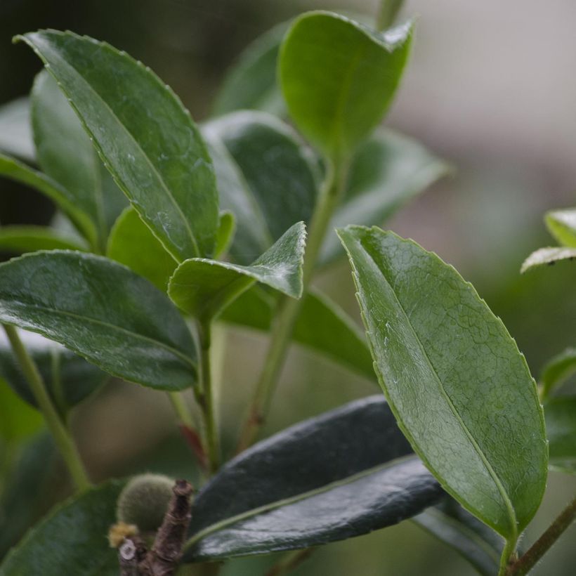 Camellia sasanqua Survivor - Camelia de otoño (Follaje)