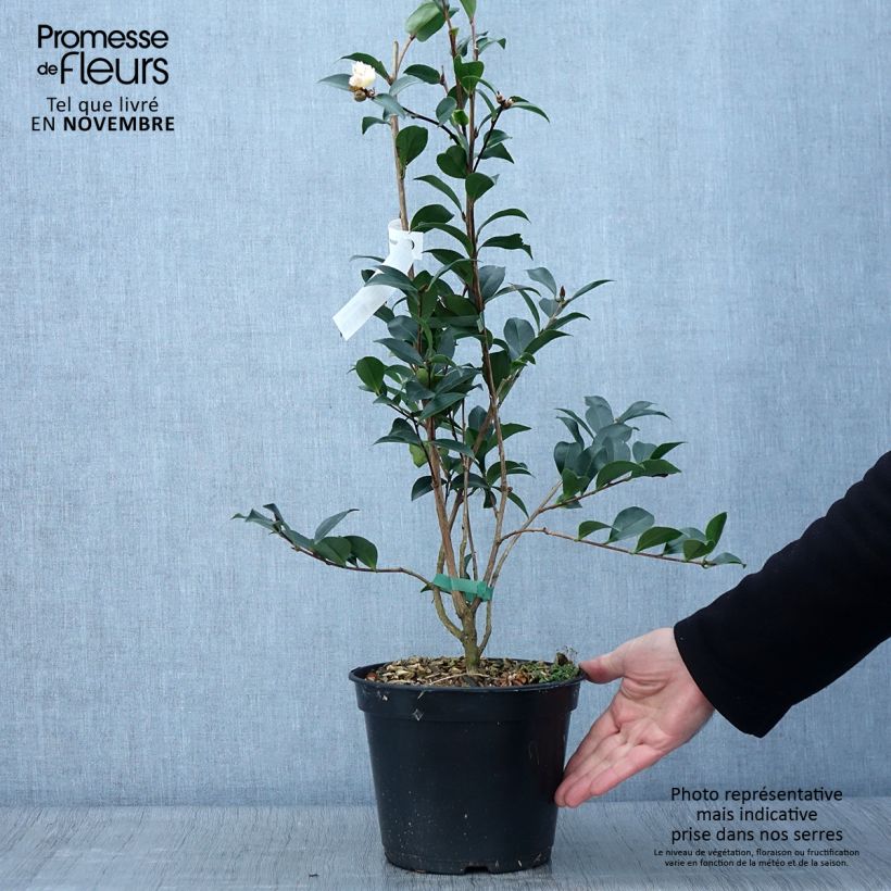 Ejemplar de Camélia d'automne - Camellia sasanqua Choji Guruma Pot de 4L/5L entregado en otoño