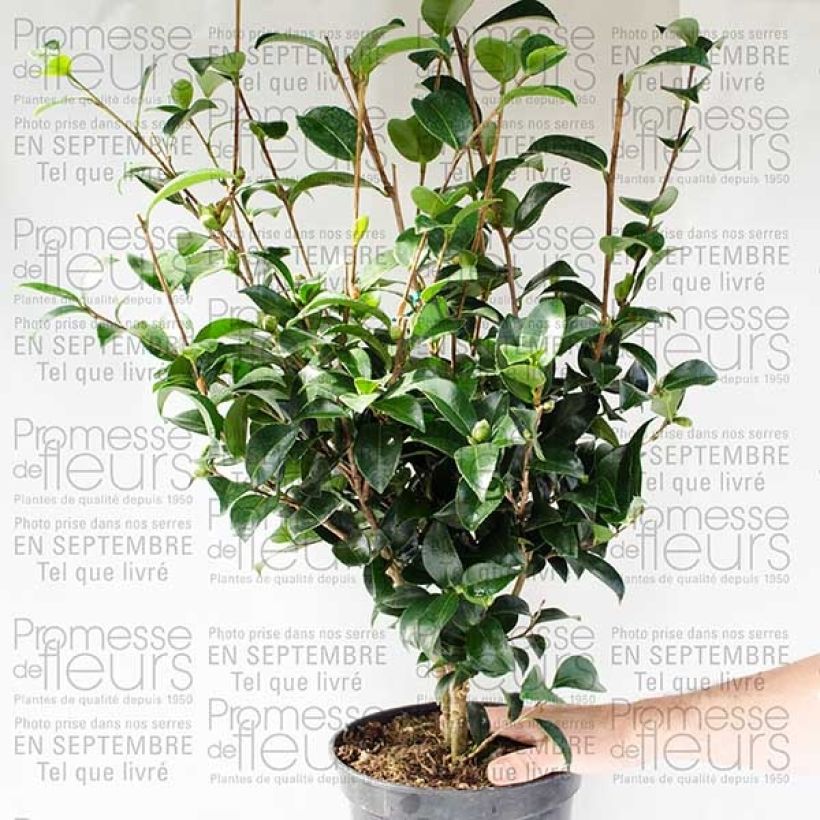 Ejemplo de ejemplar de Camélia d'automne - Camellia sasanqua Fukusutsumi Pot de 4L/5L tal y como se entrega