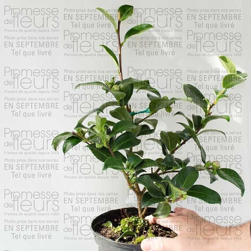 Ejemplo de ejemplar de Camélia d'automne - Camellia sasanqua Interlude Pot de 4L/5L tal y como se entrega