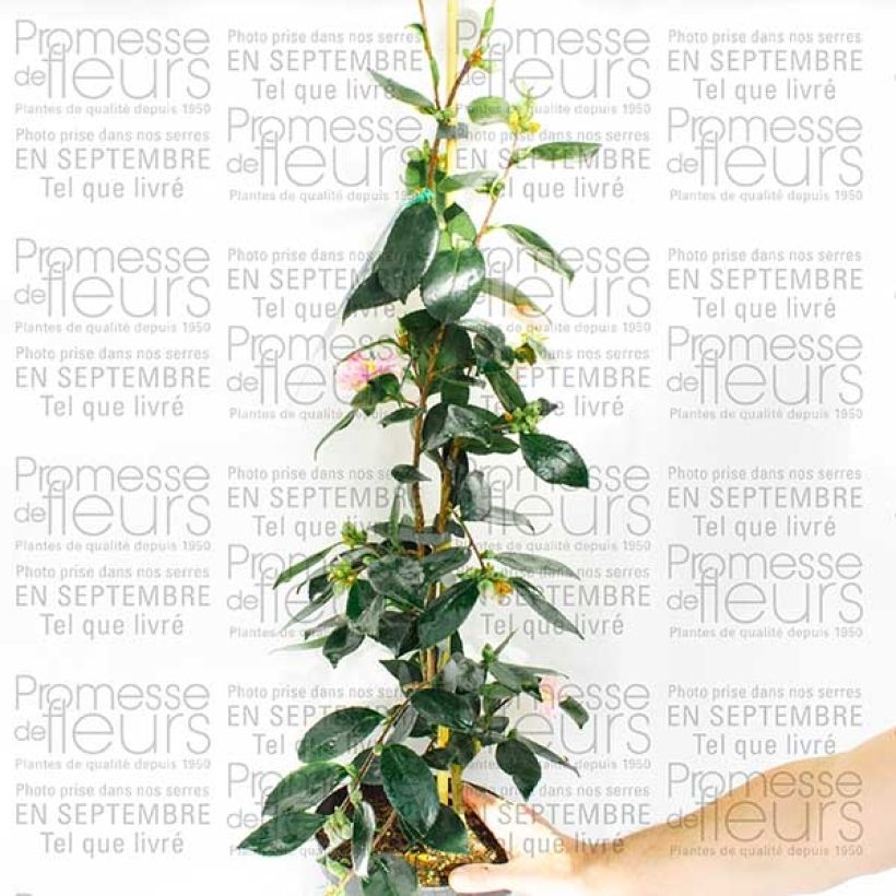 Ejemplo de ejemplar de Camellia sasanqua Showa no Sakae - Camelia de otoño Maceta 4L/5L tal y como se entrega