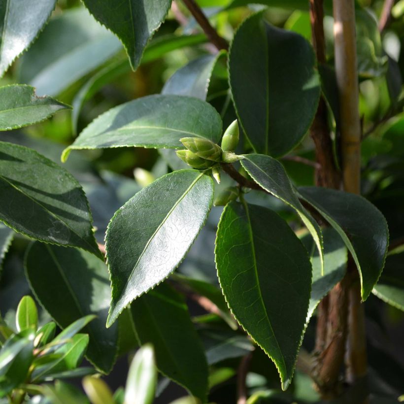 Camellia sasanqua Yume - Camelia de otoño (Follaje)