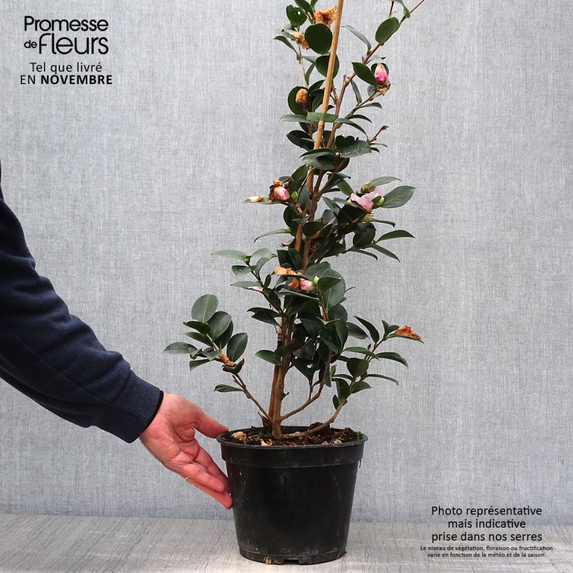 Ejemplar de Camélia d'automne - Camellia x hiemalis Pink Goddess Pot de 4L/5L entregado en otoño