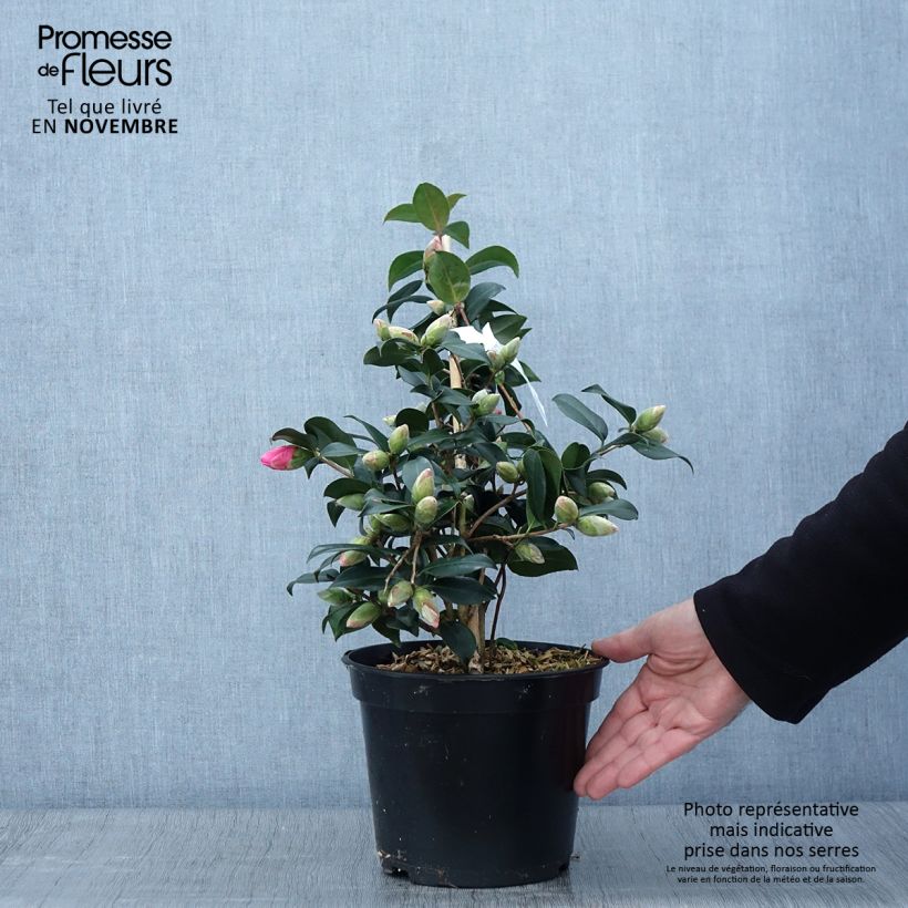 Ejemplar de Camélia Donation - Camellia (x) williamsii Pot de 4L/5L entregado en otoño