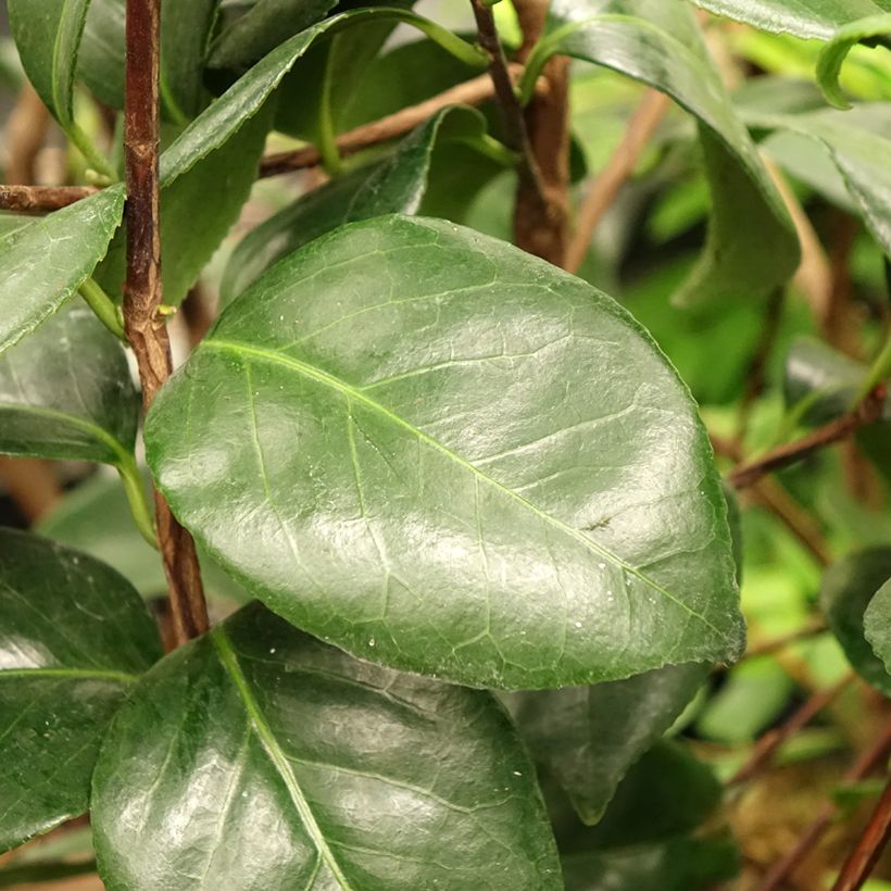 Camellia japonica Margaret Davis (Follaje)