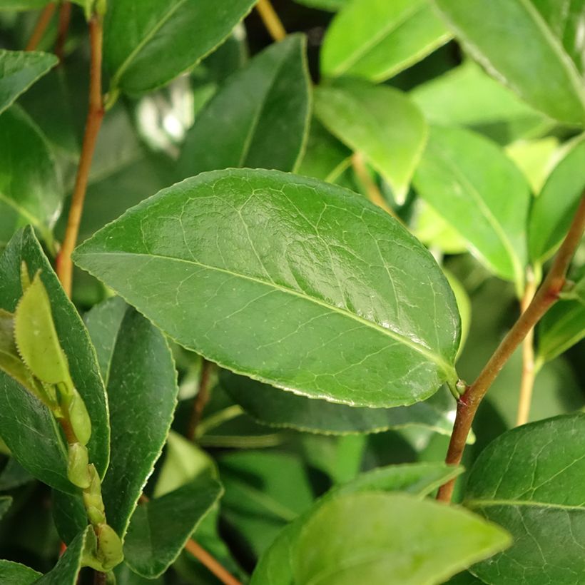 Camellia japonica Mark Alan (Follaje)