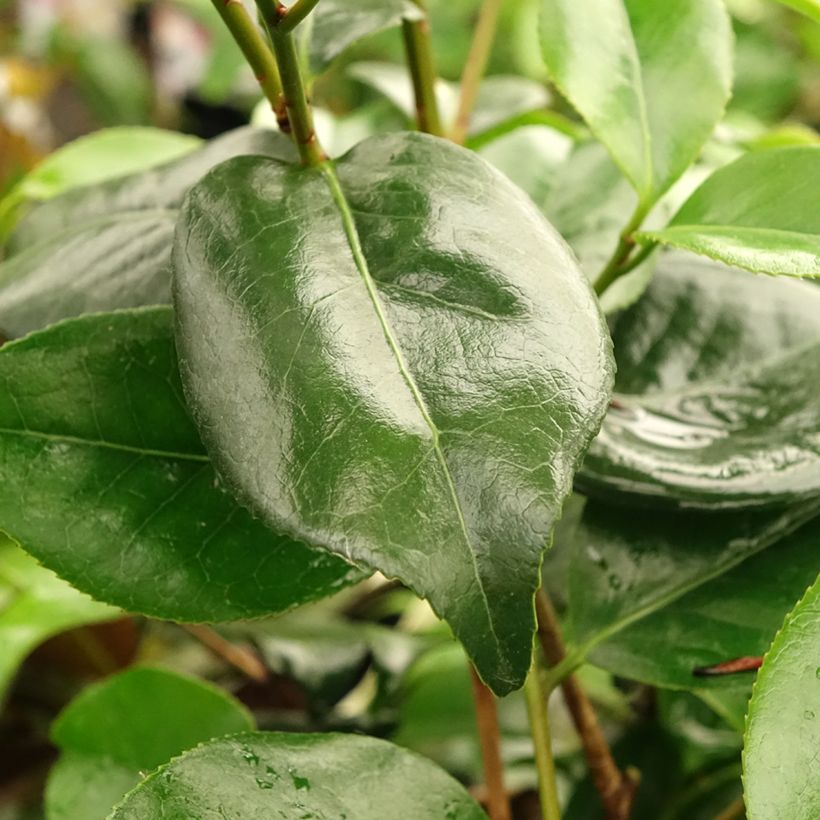 Camellia japonica Midnight Variegated (Follaje)