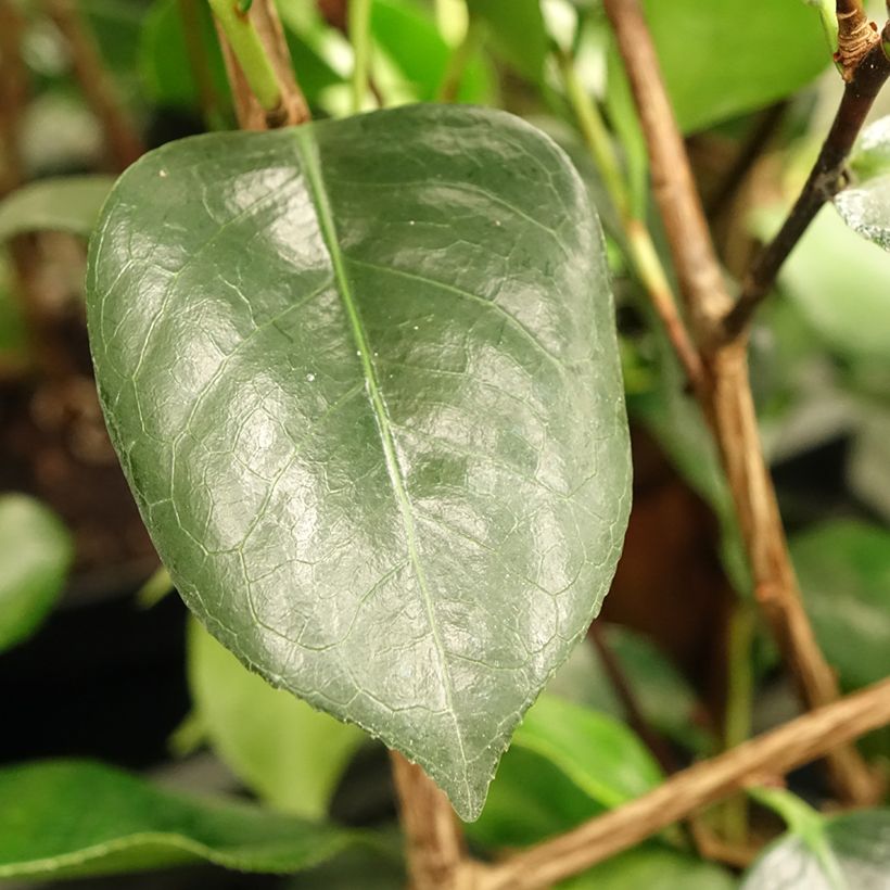 Camellia japonica de Higo Okan (Follaje)