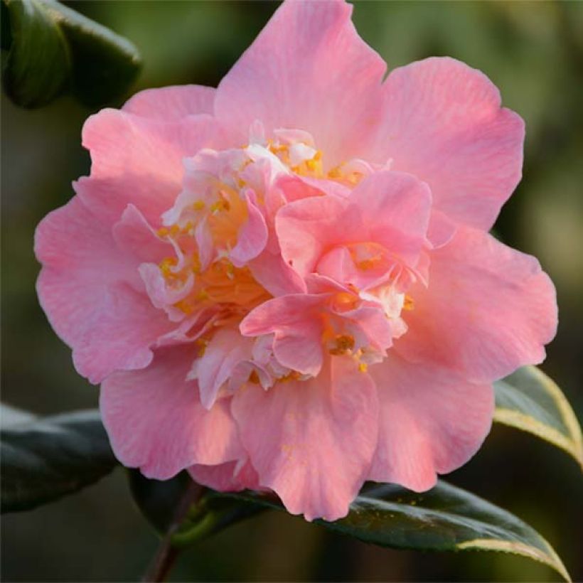 Camellia japonica Paddy's Perfumed (Floración)