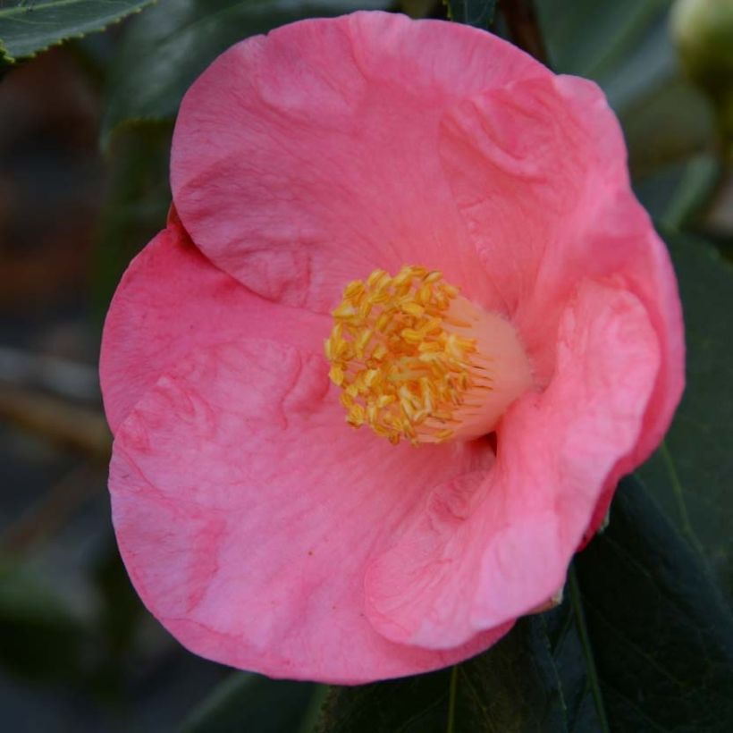 Camellia japonica Paul Sérusier (Floración)