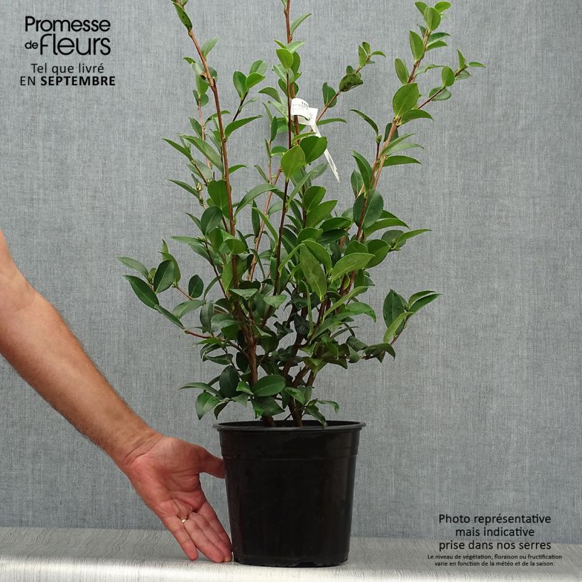 Ejemplar de Camélia d'automne - Camellia sasanqua Kanjiro Pot de 3L/4L entregado en otoño