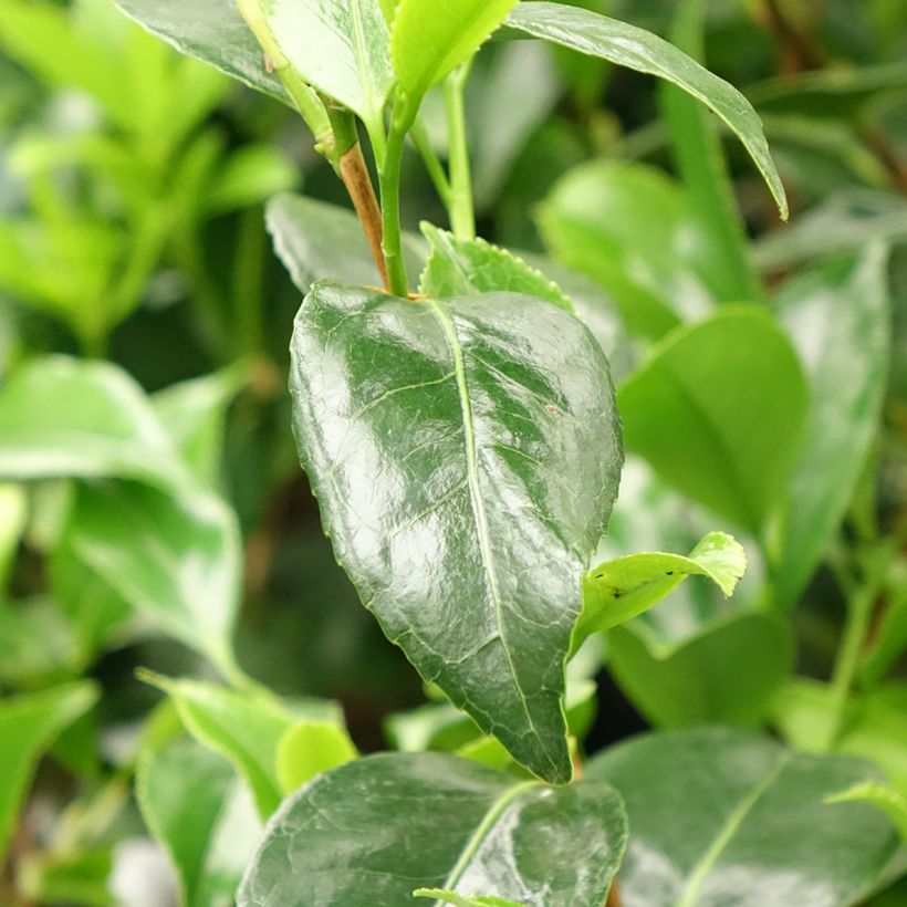 Camellia japonica Stacy Susan (Follaje)