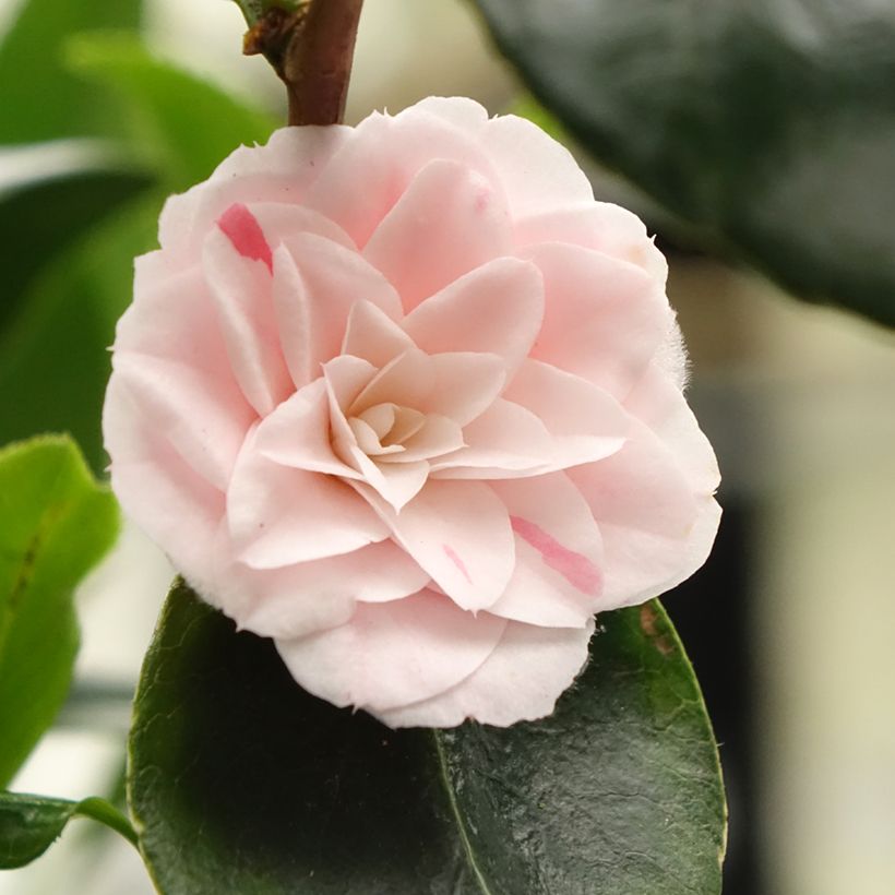 Camellia japonica Stacy Susan (Floración)