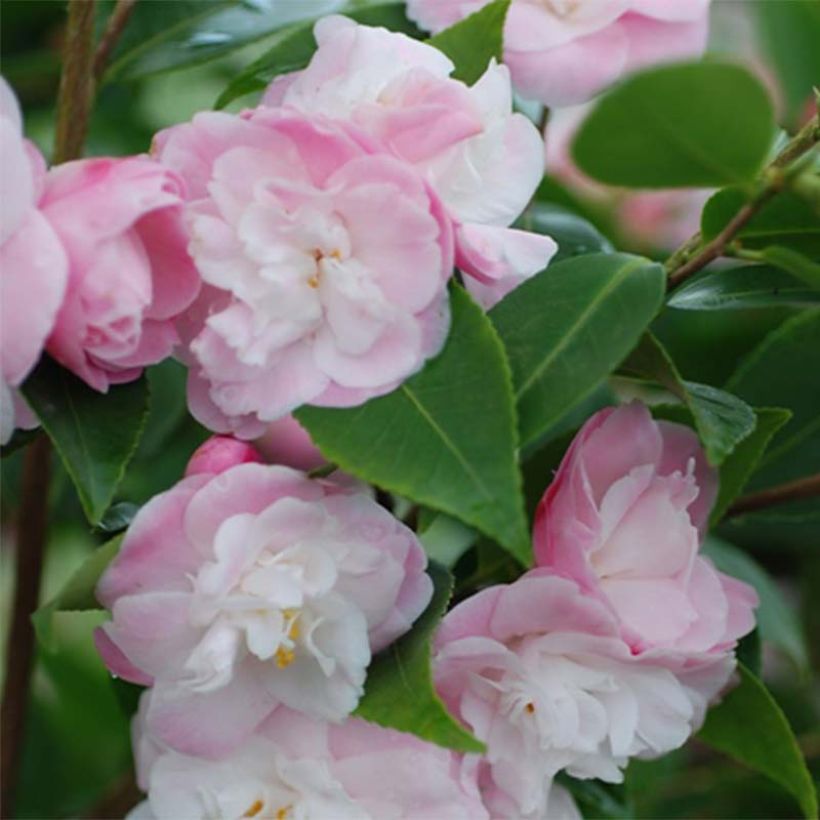 Camellia transnokoensis Sweet Jane (Floración)