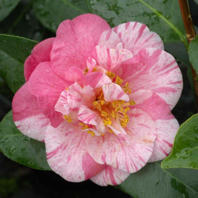 Camellia japonica Traverso (Floración)