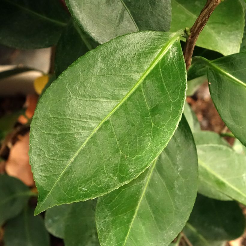 Camellia japonica Traverso (Follaje)