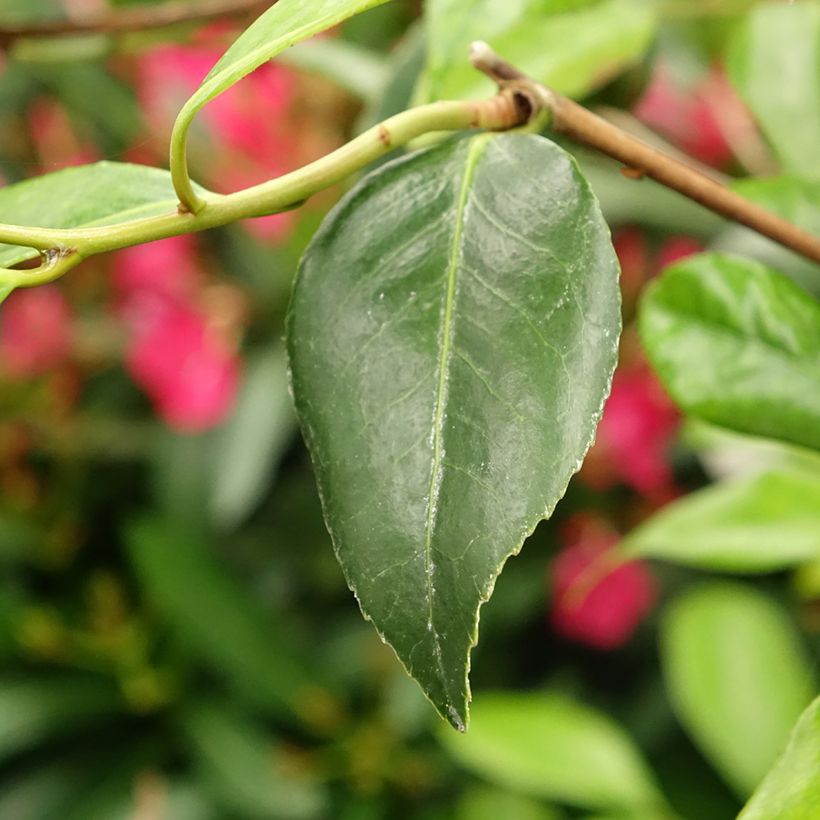 Camellia williamsii Tulip Time (Follaje)