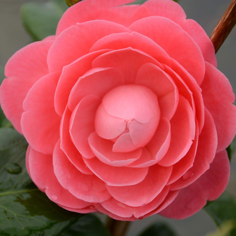 Camellia japonica Valtevareda (Floración)