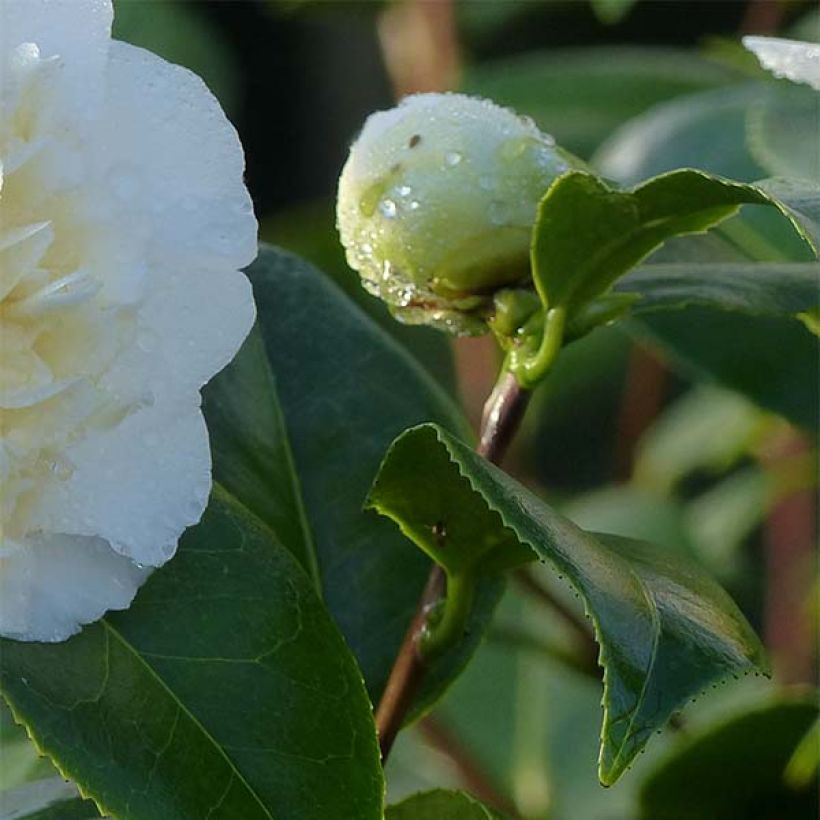 Camellia japonica Jury's Yellow (Follaje)