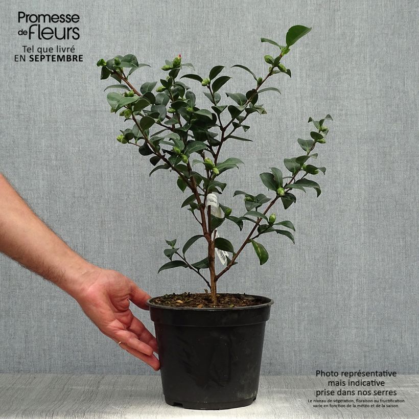 Ejemplar de Camellia sasanqua Belinda - camélia d'automne Pot de 4L/5L entregado en otoño