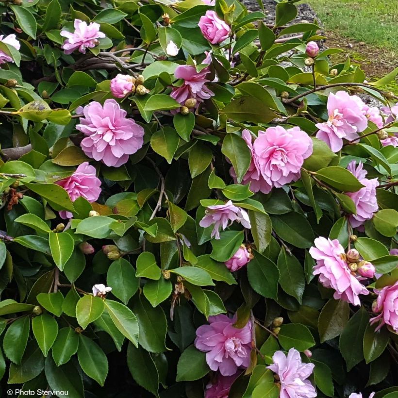 Camellia sasanqua Waterfall Pink - Camelia de otoño (Floración)