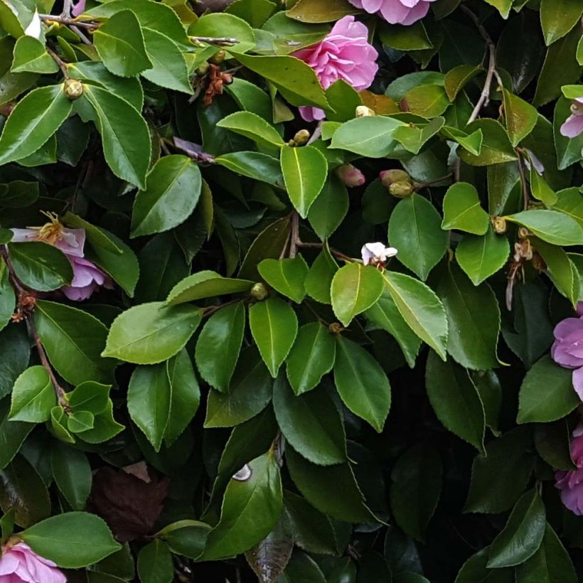 Camellia sasanqua Waterfall Pink - Camelia de otoño (Follaje)