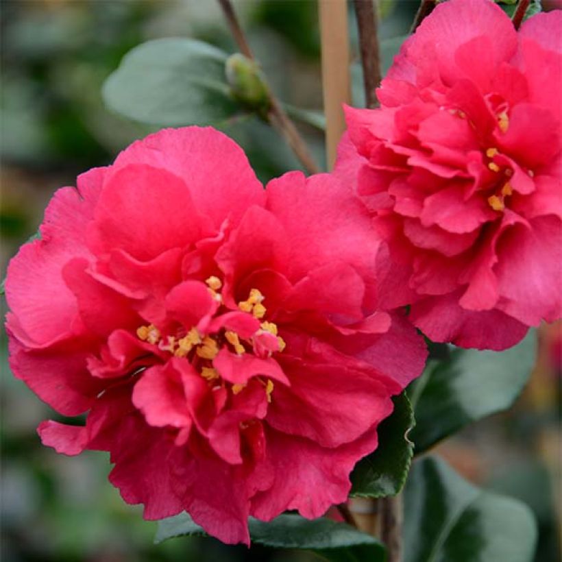 Camellia hiemalis Bonanza (Floración)