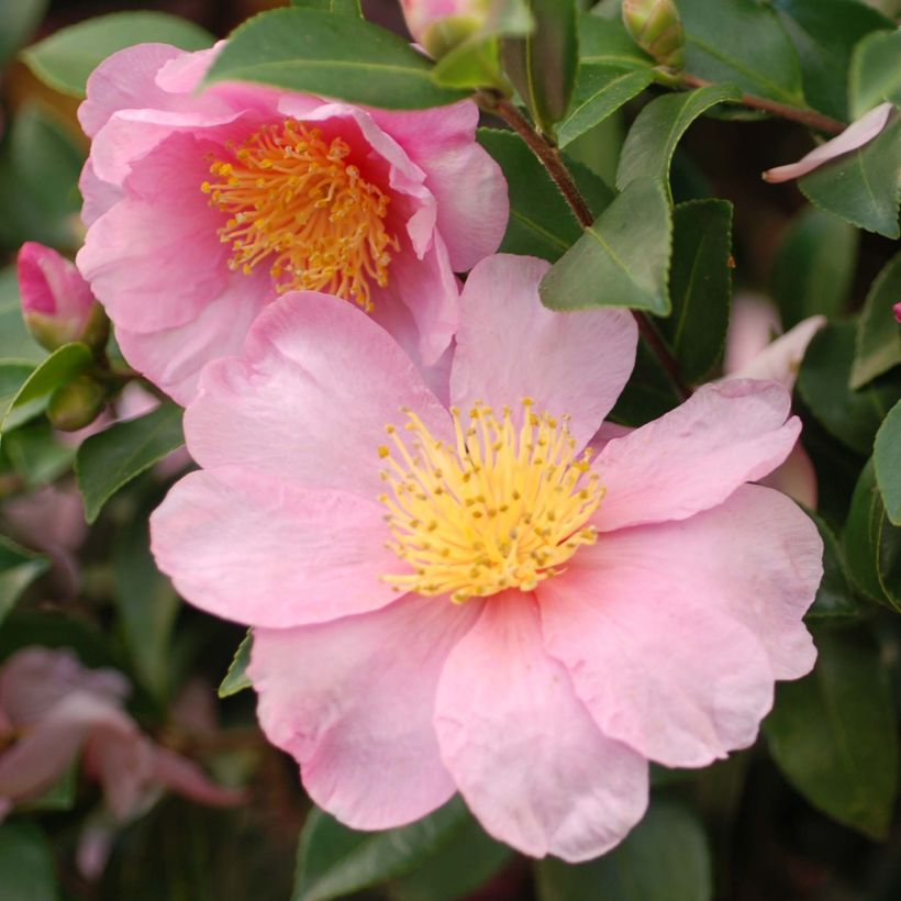 Camellia hiemalis Pink Goddess (Floración)