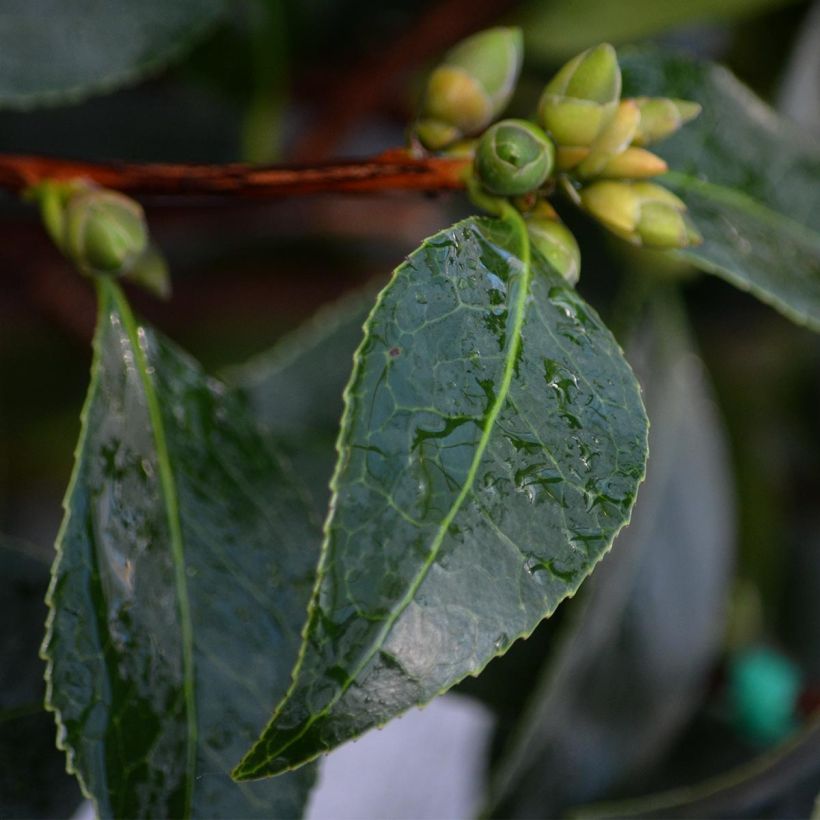 Camellia williamsonii Spring Daze (Follaje)