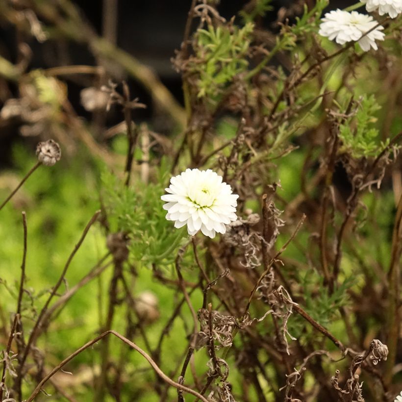 Manzanilla romana Ligulosum - Chamaemelum nobile (Follaje)