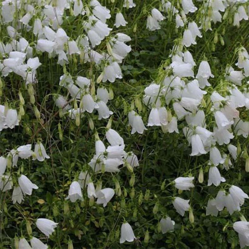 Campanula cochleariifolia Alba (Floración)