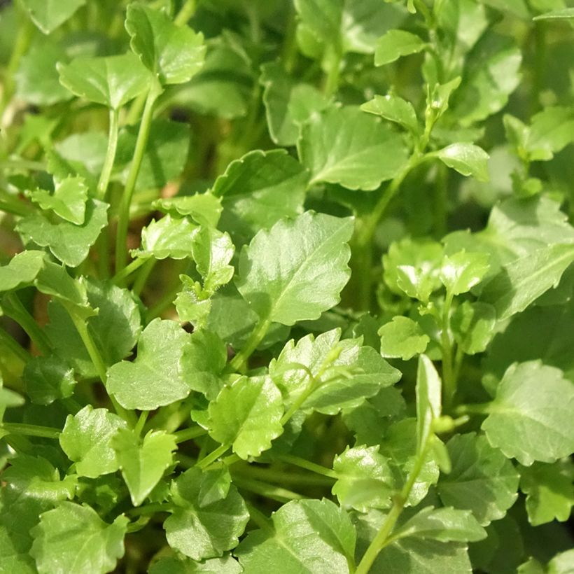 Campanula cochleariifolia Alba (Follaje)