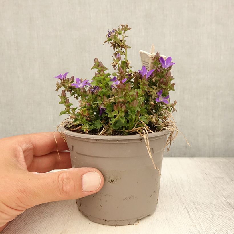 Ejemplar de Campanula poscharskyana Adansa Purple - Campanule des Murets Pot de 1L/1,5L entregado en verano