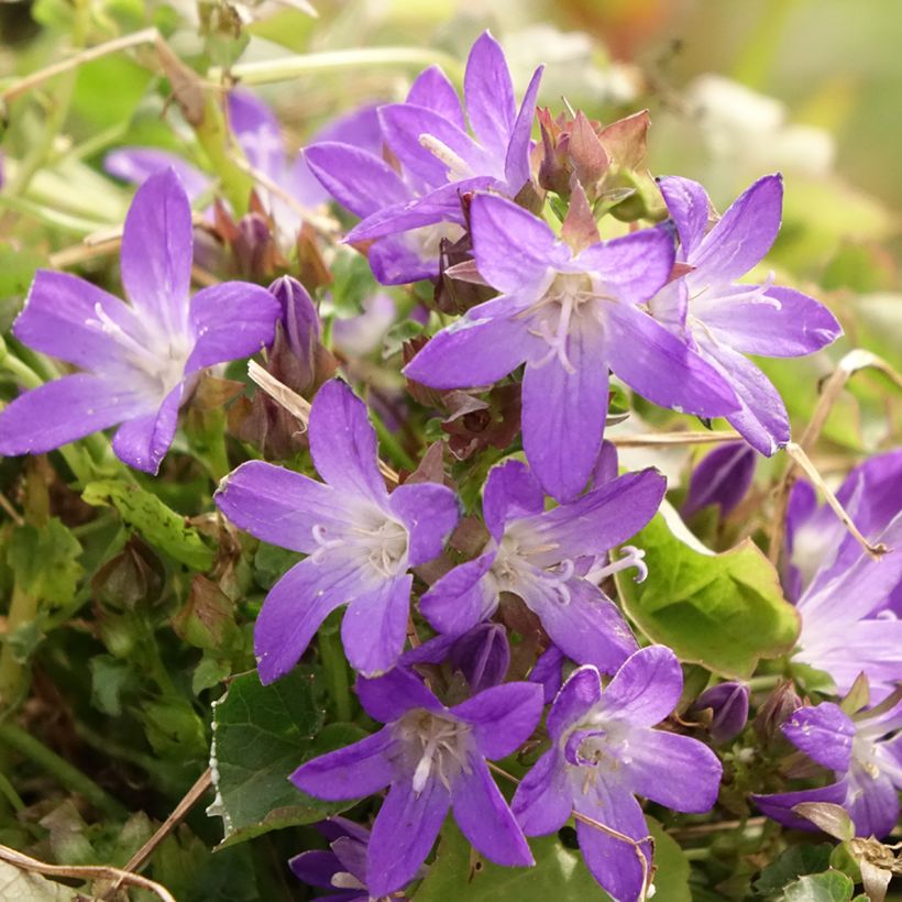 Campanula poscharskyana Adansa Purple (Floración)