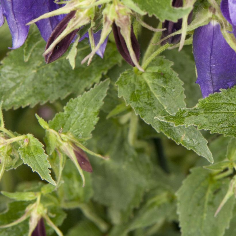 Campanula Sarastro (Follaje)