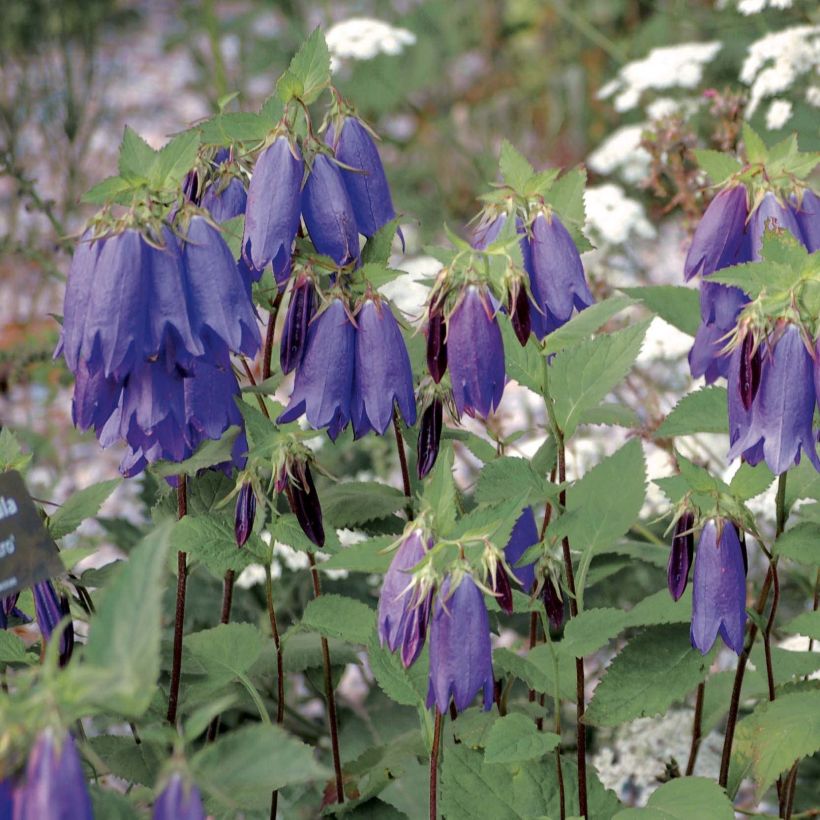 Campanula Sarastro (Porte)