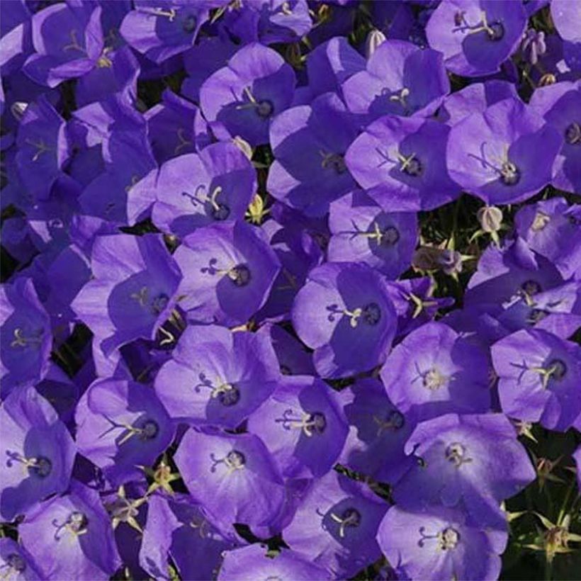 Campanula carpatica Karl Foersters (Floración)