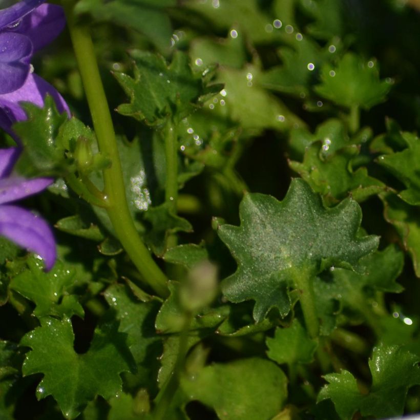 Campanula portenschlagiana (Follaje)